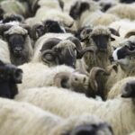 Pred Kurban-bajram: Ministarstvo poljoprivrede SBK/KSB pozvalo građane na oprez zbog bruceloze