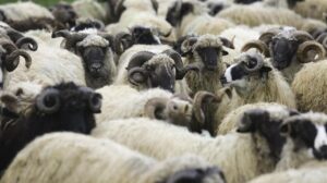 Pred Kurban-bajram: Ministarstvo poljoprivrede SBK/KSB pozvalo građane na oprez zbog bruceloze