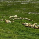 Zbog pojave bruceloze pojačan oprez u Travniku: Uzgajivači stoke pozvani da prijave svaku sumnju