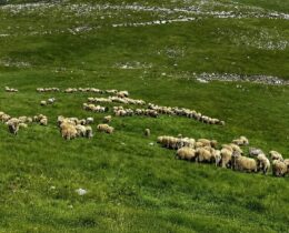 Zbog pojave bruceloze pojačan oprez u Travniku: Uzgajivači stoke pozvani da prijave svaku sumnju