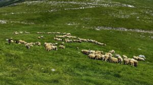 Zbog pojave bruceloze pojačan oprez u Travniku: Uzgajivači stoke pozvani da prijave svaku sumnju
