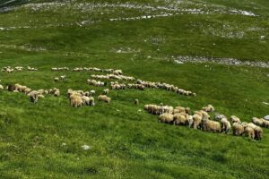 Zbog pojave bruceloze pojačan oprez u Travniku: Uzgajivači stoke pozvani da prijave svaku sumnju